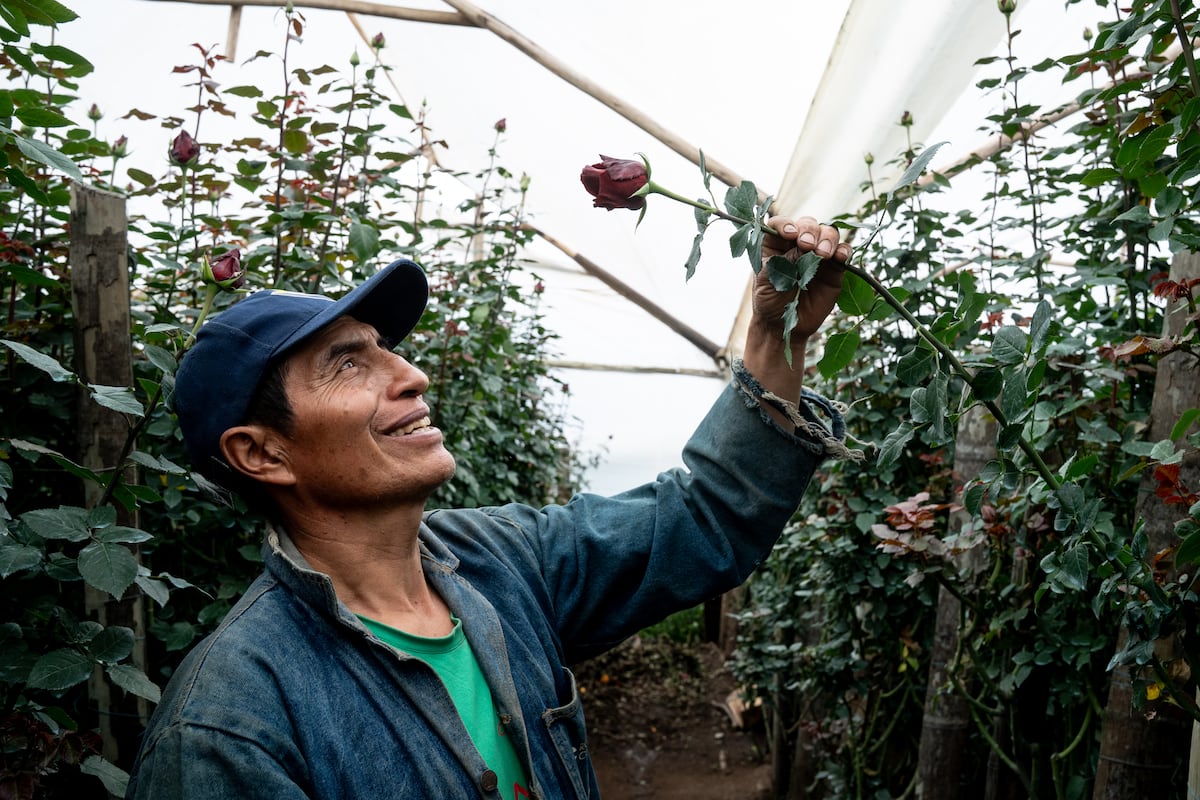 The thorns of Tabacundo, Ecuador’s rose capital of the world