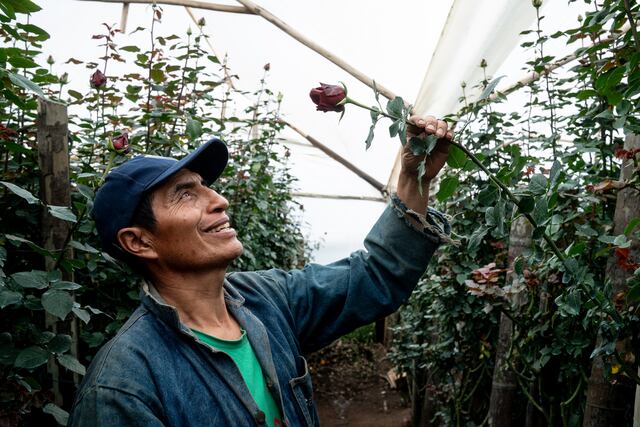 The thorns of Tabacundo, Ecuador’s rose capital of the world ...