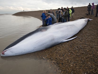 Uma jovem baleia-fin encalhada em Suffolk (Inglaterra).