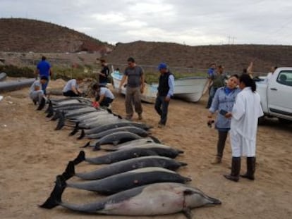 Otros 33 animales encontrados en la Bahía de La Paz, en Baja California Sur, fueron salvados y devueltos al mar