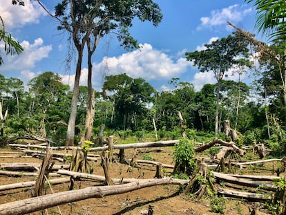 Bosque tropical arrasado para establecer cultivos itinerantes de mandioca. La agricultura de tala y quema es una de las principales causas de deforestación en la Cuenca del Congo.