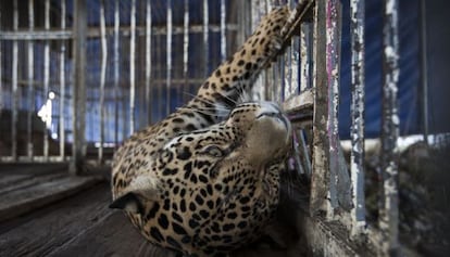 Un leopardo del circo de Los Hermanos Cedeño.
