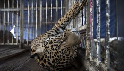 Un leopardo del circo de Los Hermanos Cede&ntilde;o. 