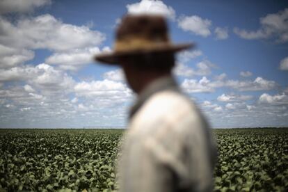 Un agricultor observa los cultivos de soja en Barreiras, estado de Bahía. Los importadores chinos han dejado de pagar al menos 500.000 toneladas de EE.UU. y brasileños por valor de alrededor de 300 millones de dólares, por la dificultad para obtener crédito.