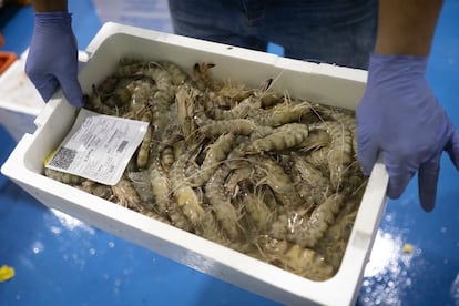 Una caja de langostinos tigre, capturados el miércoles 29 de abril, en el golfo de Cádiz por el buque 'Islas Canarias'.