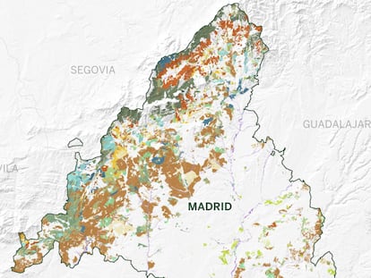 Los bosques de Madrid: desde el pinar de alta montaña a la dehesa mediterránea sin salir de la comunidad