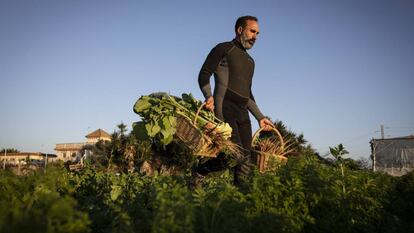 Así se crían verduras gourmet en una huerta de agua salada