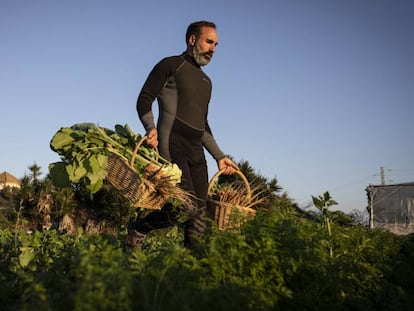 Así se crían verduras gourmet en una huerta de agua salada