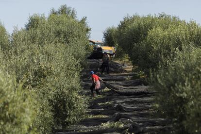 Jornaleros en un olivar de Jaén, el pasado mes de octubre.