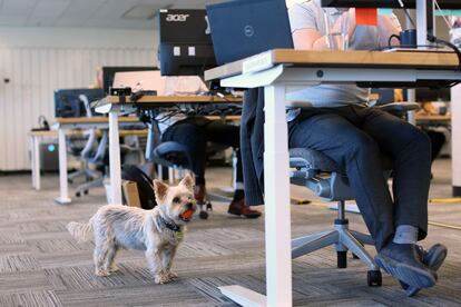 Samson, un Yorkshire Terrier, juega con una pelota en la oficina en Ottawa de la constructora Chandos Bird, el 4 de mayo de 2022.