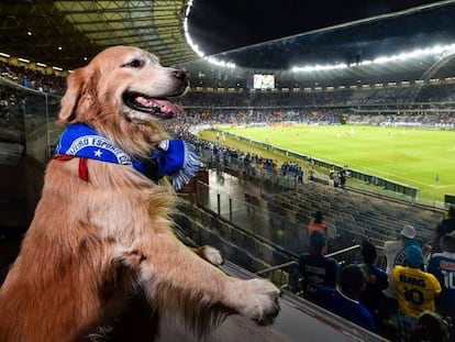 Cachorro acompanha partida entre Cruzeiro e São Paulo.