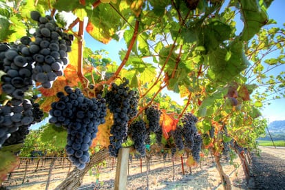 Viñedos en el valle de Napa, en California.