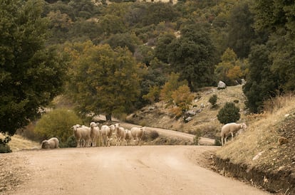 Un rebaño de ovejas pasta en la comarca jiennense de Sierra Mágina. / FOTO CEDIDA POR LA ASOCIACIÓN DE DESARROLLO RURAL SIERRA MÁGINA