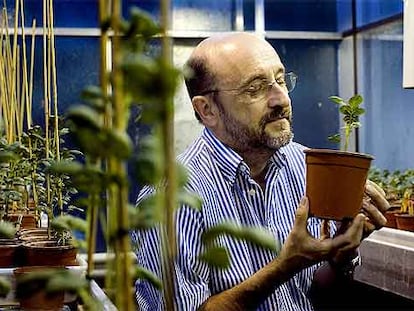 Pere Puigdoménech, en su laboratorio de genética vegetal (CSIC-IRTA), en Barcelona.