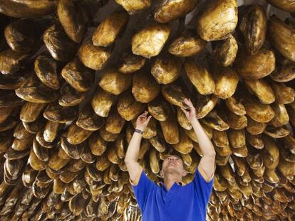 Un hombre observa el grado de curación de unos jamones