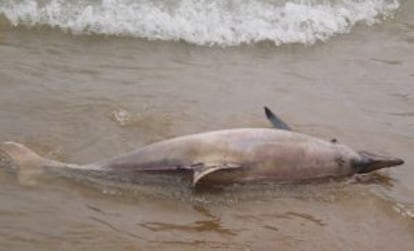 Uno de los delfines encontrados muertos en India.