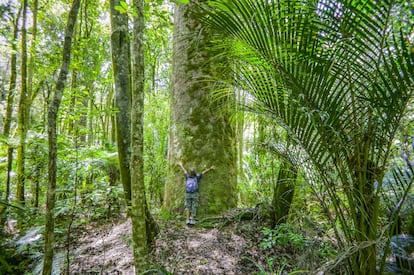 El Norte de Nueva Zelanda no tiene nada que ver con el resto del país. Aquí no hay volcanes, geíseres, glaciares o fiordos, sino larguísimas playas para surfistas, montones de islas y bosques de árboles gigantes. Y, además, mucha historia: aquí está la cuna de la cultura maorí y también las primeras historias de colonos europeos. Ambos firmaron formalmente el Tratado de Waitangi en Bay of Islands, y el 180º aniversario se celebrará en 2020 de forma especial en Waitangi coincidiendo con el Día Nacional de Nueva Zelanda. Ese mismo día se inaugurará un nuevo museo dedicado al batallón maorí que combatió en las dos guerras mundiales.<br></br> El Norte es para los neozelandeses su zona de veraneo en la playa, que aquí son extensas y casi desiertas. Y ya de paso, se puede admirar el choque de océanos en Cabo Reinga, rendir homenaje a los colosales kauris centenarios del bosque de Waipoua (en la imagen), descubrir las islas Poor Knights, surcar la Bahía de las Islas y enamorarse de muchas de sus islas paradisíacas o surfear sobre las enormes dunas de la remota e interminable playa de arena de Ninety Mile Beach.<br></br> En la zona sur podremos empaparnos de la relajada atmósfera de la localidad surfera de Mangawhai Heads y por supuesto, ahondar en la historia y la cultura, tanto maorí como colonial, en Waitangi Treaty Grounds, el enclave histórico más importante del país, un promontorio cubierto de césped donde el 6 de febrero de 1840 los 43 primeros jefes maoríes firmaron el Tratado de Waitangi con la Corona Británica.