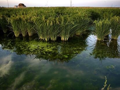 Tablas de arroz, semanas antes de empezar la cosecha, en la localidad sevillana de Villafranco del Guadalquivir.