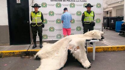 Miembros de la Policía Metropolitana muestran la piel de un oso polar decomisada a un hombre que intentaba venderla ilegalmente, en Cali, Valle del Cauca (Colombia), el 21 de abril de 2024.