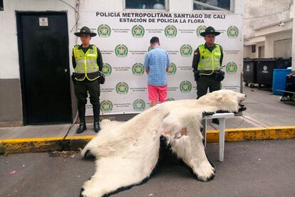 Oso polar en Cali, Colombia