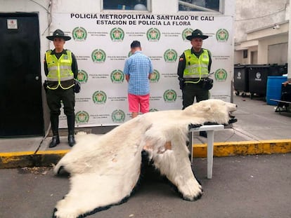 Miembros de la Policía Metropolitana muestran la piel de un oso polar decomisada a un hombre que intentaba venderla ilegalmente, en Cali, Valle del Cauca (Colombia), el 21 de abril de 2024.