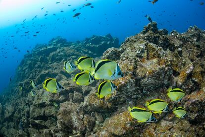 Un grupo de peces mariposa nada en las Islas Revillagigedo.