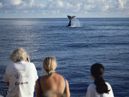 La aleta caudal de un cachalote en las aguas de las islas Azores (Portugal).