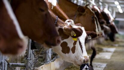Una vaca lechera huele un gato mientras espera su turno de ordeña en una granja en Granby,  Quebec, el 26 de julio de 2015.