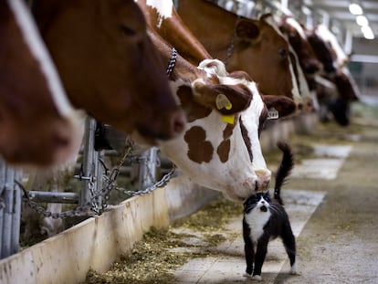 Una vaca lechera huele un gato mientras espera su turno de ordeña en una granja en Granby,  Quebec, el 26 de julio de 2015.