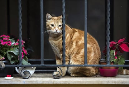 'Simba', el gato de la escritora, en la ventana.