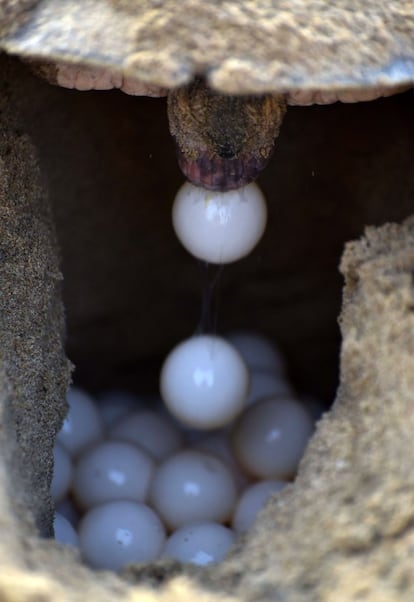 An Olive Ridley Turtle (Lepidochelys olivacea) lays her eggs in a hollow in the sand at Rushikulya Beach, some 140 kilometres (88 miles) south-west of Bhubaneswar, early February 16, 2017. 
Thousands of Olive Ridley sea turtles started to come ashore in the last few days from the Bay of Bengal to lay their eggs on the beach, which is one of the three mass nesting sites in the Indian coastal state of Orissa. / AFP PHOTO / ASIT KUMAR