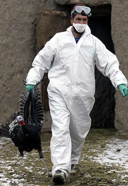 Un sanitario turco retira un pavo de una granja de Dogubayacit.