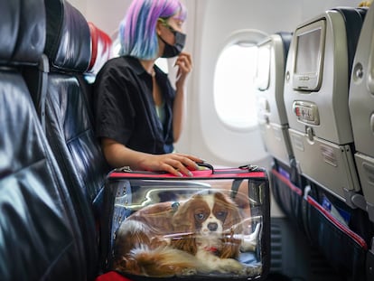 Una pasajera acompañada de su mascota en un avión.