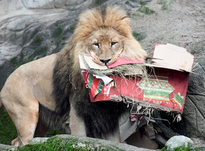 Un león abre sus regalos de Navidad en su hábitat del zoo de Hagenbeck, en Hamburgo (Alemania).