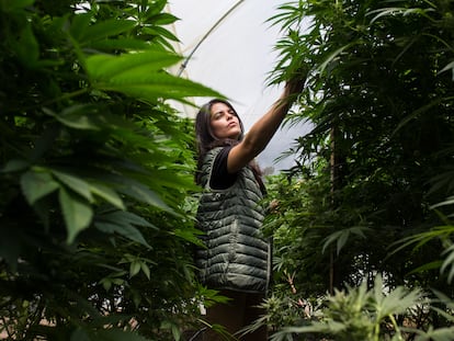 Plantación de cannabis para uso medicinal en Ecuador, en una imagen captada el pasado 4 de mayo.