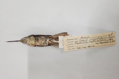 Lampornis viridipallens