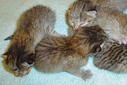 Cinco de las crías de gatos salvajes clonados en Nueva Orleans (EE UU).