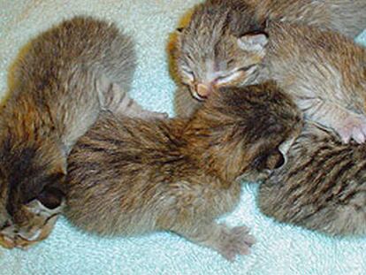 Cinco de las crías de gatos salvajes clonados en Nueva Orleans (EE UU).