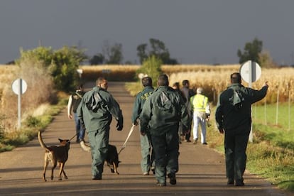 La Guardia Civil peinando un maizal en las labores de búsqueda.