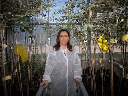 La ingeniera agrónoma Blanca Landa, en el invernadero de alta seguridad del Instituto de Agricultura Sostenible, en Córdoba.