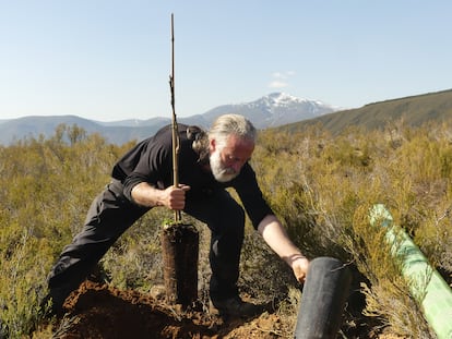 Luis Fernández, miembro de la Fundación Oso Pardo, durante una de las plantaciones de castaños en un monte de Anllares (León). 