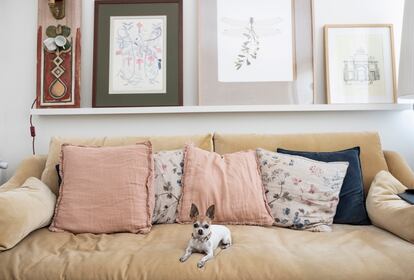 Pippa, perra influencer, en el salón de su casa, en Aravaca (Madrid).