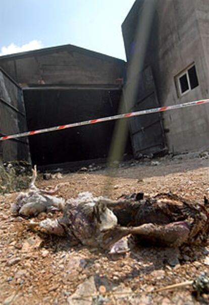 Algunos pollos quemados a la entrada de la granja que se incendió ayer en Benlloch.