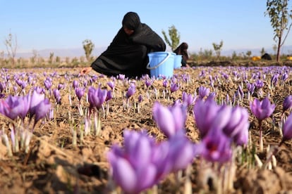 Mujeres cosechan flores de azafrán, en Herat (Afganistán). 