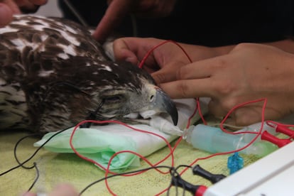 Anestesia preoperatoria en un Águila perdicera de cataratas.