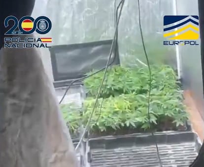 Plantación de marihuana de 1.000 metros cuadrados enterrada bajo tierra, en la provincia de Málaga.