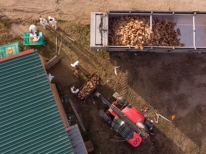 Cadáveres de gallinas afectadas por el brote de gripe aviar son extraídas de una macrogranja en Íscar, Valladolid (España), en febrero de 2022. 