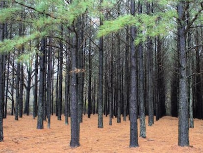 Plantação de pinheiros taeda.