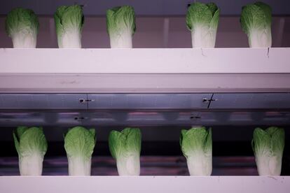 Vegetais falsos em uma simulação de laboratório.