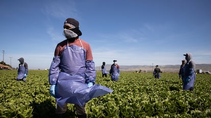 Farm workers in Greenfield, California.